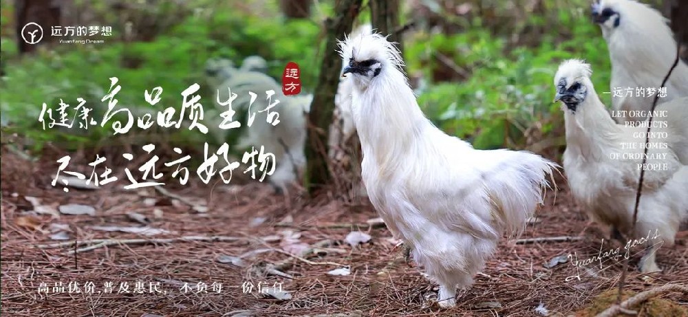 泰和乌鸡溯源：2200年药食同源传奇