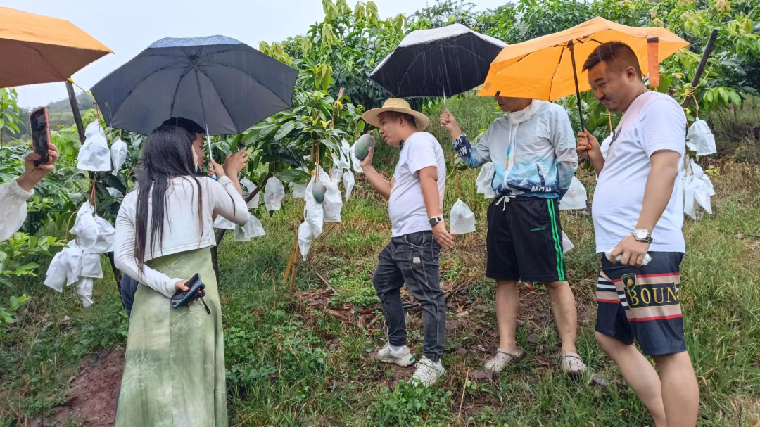 探寻远方好物水果的极致美味与品质之旅