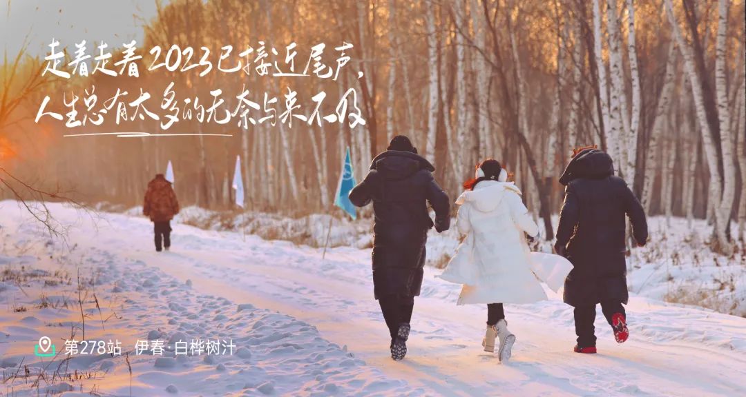 探秘白桦林传奇：伊春白桦树汁的神奇之旅