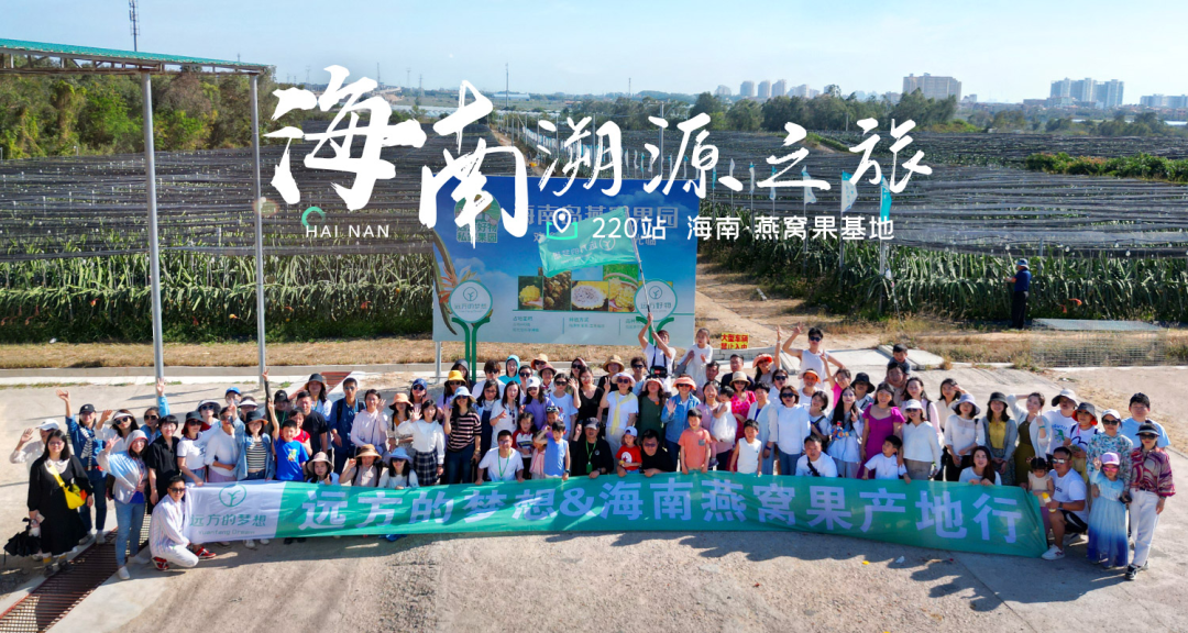燕窝果探秘：20元高品质水果背后的生态种植传奇