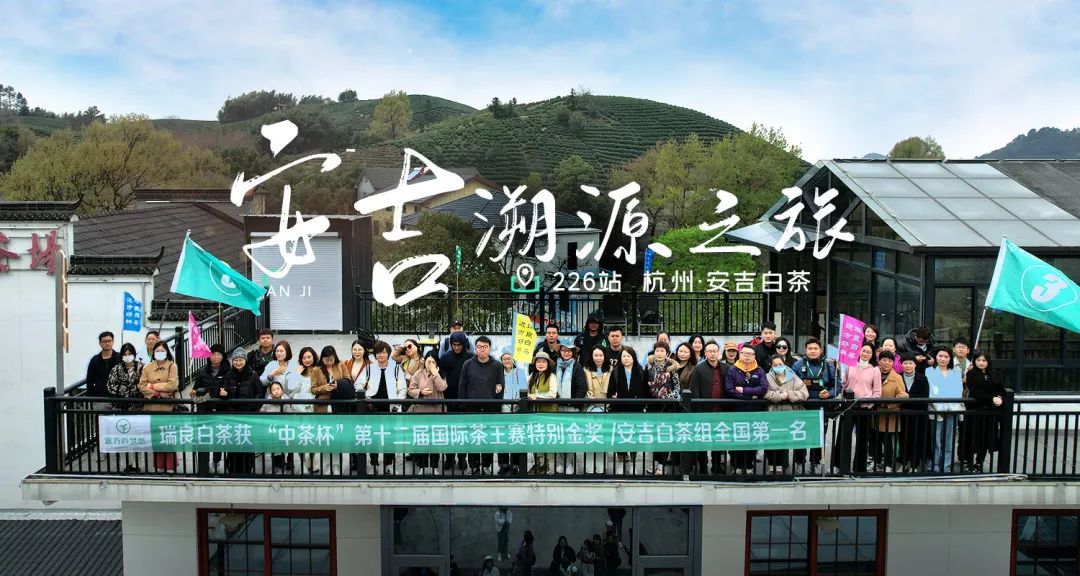 安吉白茶探源记：寻味江南春日鲜醇
