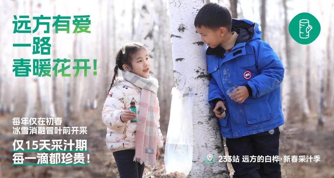 远赴伊春寻桦树汁奇效 梦想与自然能量同行