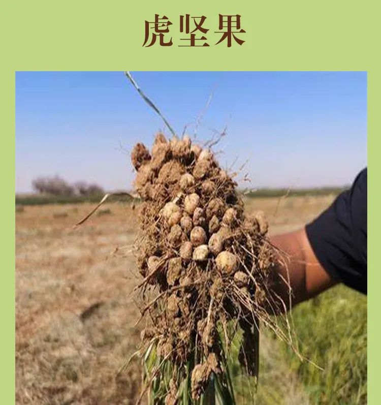 壹呣茶植物奶茶健康美味新选择