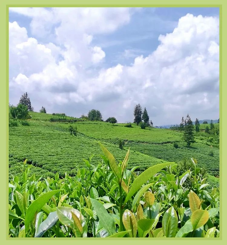 壹呣茶植物奶茶健康美味新选择