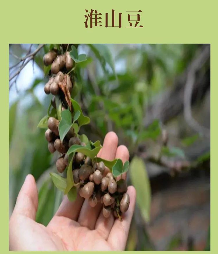 壹呣茶植物奶茶健康美味新选择