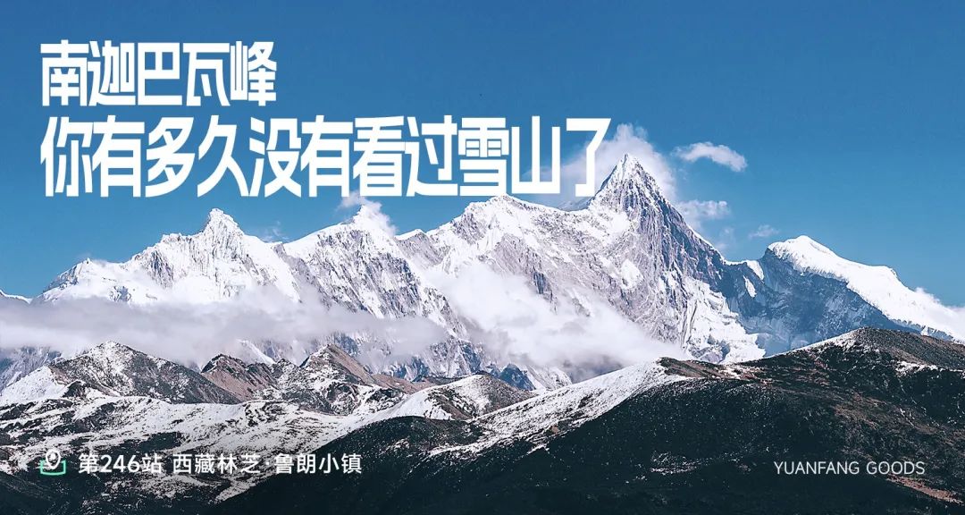 林芝仙草灵芝探秘：纯净之域孕育极品孢子粉