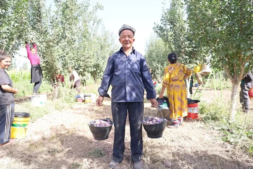 新疆树上熟西梅 法兰西伽师甜到爆