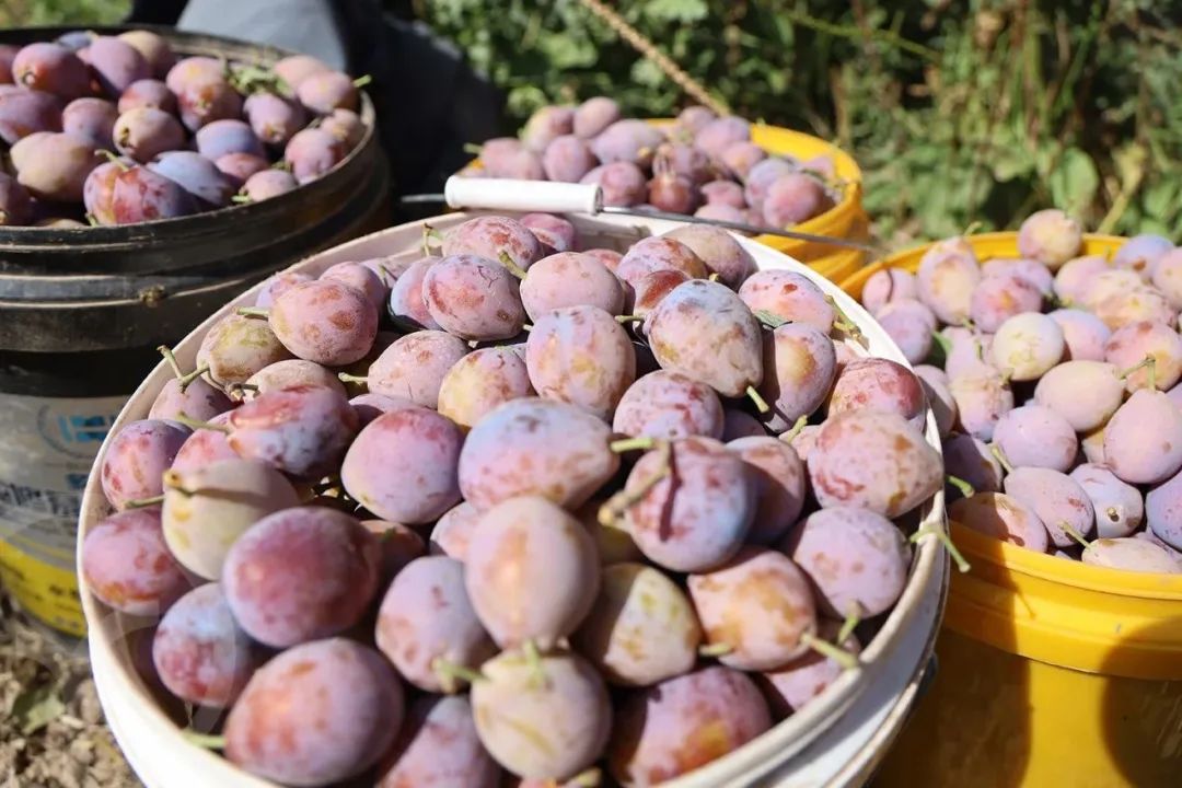 新疆树上熟西梅 法兰西伽师甜到爆