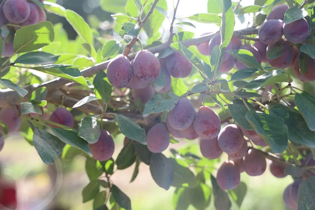新疆树上熟西梅 法兰西伽师甜到爆