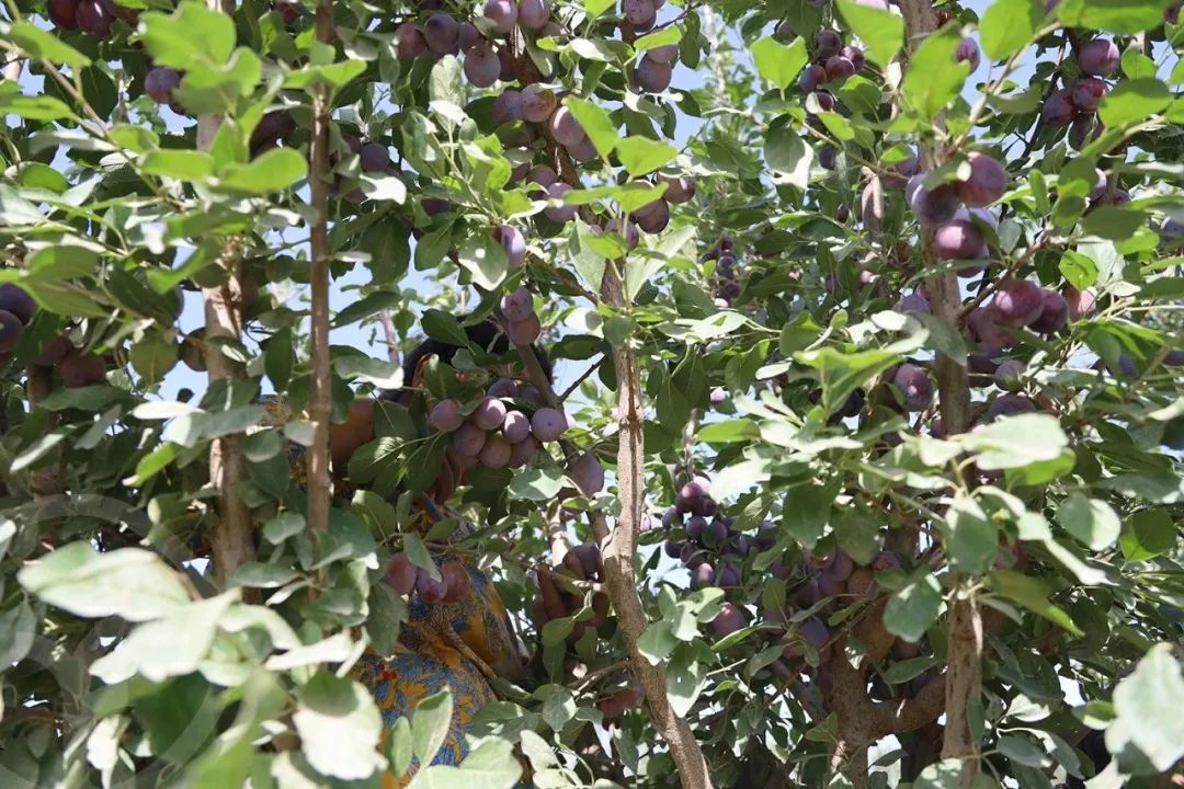 新疆树上熟西梅 法兰西伽师甜到爆