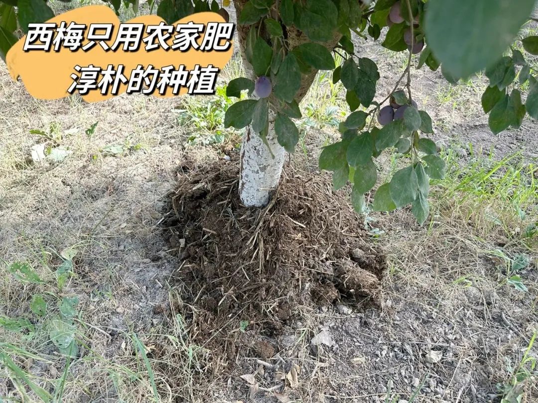新疆树上熟西梅 法兰西伽师甜到爆