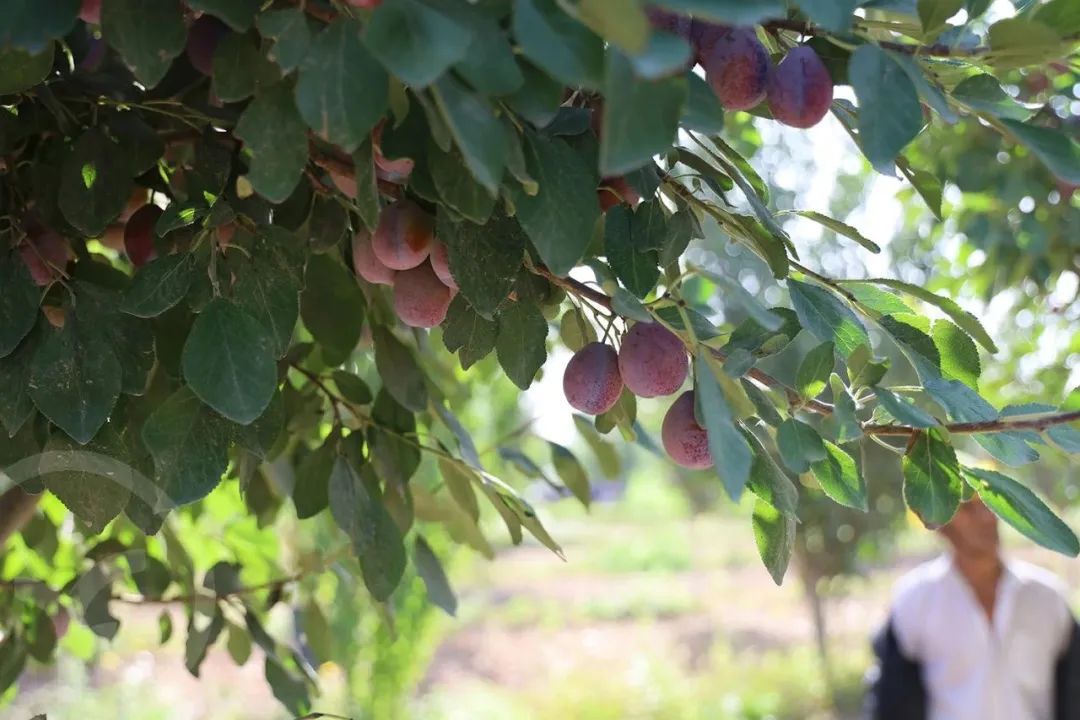 新疆树上熟西梅 法兰西伽师甜到爆