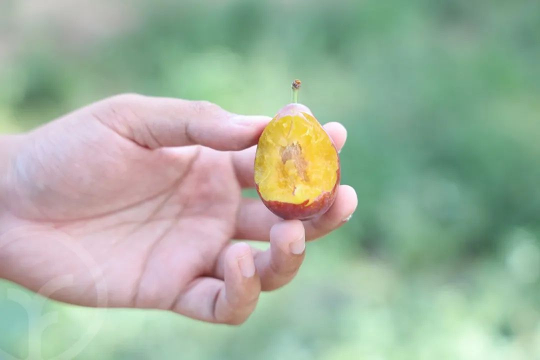 新疆树上熟西梅 法兰西伽师甜到爆